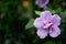 Beautiful violet hibiscus in garden