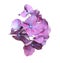 Beautiful violet hortensia plant florets on white background