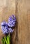 Beautiful violet hyacinth flowers on wooden background