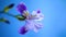 Beautiful violet iris flower