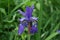 Beautiful violet iris, full bloom summer flower