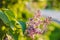 Beautiful violet lilac flower branch with brignt vivid green leafs and sunlight background