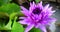 Beautiful violet lotus flower