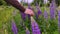 Beautiful violet Lupin flowers field