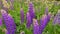 Beautiful violet Lupin flowers field