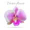 Beautiful violet orchid