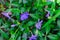 Beautiful violet periwinkle flowers on a background of green leaves. Periwinkle as a decoration of the garden
