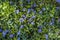 Beautiful violet periwinkle flowers in early spring sunny day. Decorative flowers, flowering plant ordinary periwinkle, creeping