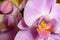Beautiful violet Phalaenopsis orchid flower