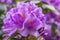 Beautiful violet-pink flowers of a rhododendron in the Japanese garden in park Clingendael, the Hague