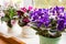 Beautiful violet in a pot on the windowsill