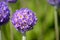 beautiful violet and purple geranium x hybrid flower in summer sunshine