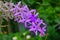 Beautiful violet sandpaper vine flowers