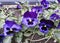 Beautiful violet tricolor pansies closeup