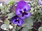 Beautiful violet tricolor pansies closeup