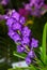 Beautiful violet vanda orchid in garden,