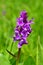 Beautiful violet wild orchid in Kazbegi National Park.