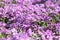 Beautiful violet wildflowers background colors