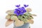 Beautiful Violets in flowerpot with white background