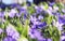 Beautiful violets in green leaves and grass. Flowers and greens. Garden or park. Spring.