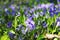 Beautiful violets in green leaves and grass. Flowers and greens. Garden or park. Spring.