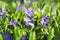 Beautiful violets in green leaves and grass. Flowers and greens. Garden or park. Spring.