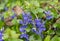 beautiful violets growing in a meadow in spring