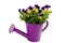 Beautiful violets in pink watering can