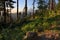 Beautiful Vista of Mount Hood in Oregon, USA.