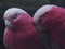 Beautiful Vivacious Galah Couple in Glowing Beauty.