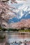 Beautiful, vivid Cherry Blossom (Sakura) with a towering, snow-capped volcano behind