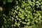 Beautiful vivid leaves on black branches of adiantum fern