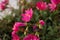 Beautiful vivid pink cliff maids blooming on the balcony in spring