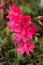 Beautiful vivid pink cliff maids blooming on the balcony in spring