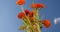 Beautiful vivid ranunculus flowers in glass vase with clear blue sky in