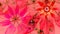 Beautiful vivid shining modern flower background in green,pink,red,yellow colors