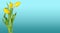 Beautiful vivid yellow tulips on long stems with green leaves on blue gradient background. Bouquet of fresh spring flowers