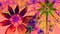 Beautiful vividly colored modern flower background in green,pink,red,purple,yellow colors