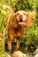 Beautiful Vizsla dog standing in water. Vizsla dog outdoor portrait by water. The dog cools in the water