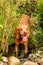 Beautiful Vizsla dog standing in water. Vizsla dog outdoor portrait by water. The dog cools in the water