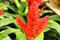 Beautiful Vriesea Carinata plant in the garden