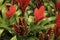Beautiful Vriesea Splendens plants in the garden