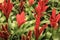 Beautiful Vriesea Splendens plants in the garden