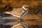 Beautiful wader bird drinking on the water