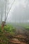 Beautiful walk way scene of Mist andTree in forest,Doi Mae Taman