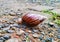 A beautiful walking land snail