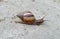 A beautiful walking land snail