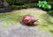 A beautiful walking land snail