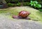 A beautiful walking land snail