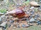 A beautiful walking land snail